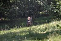 Wolf in der niederländischen Natur