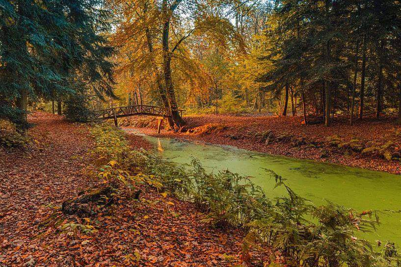Herbst im Slochter Wald von Henk Meijer Photography