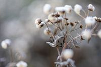 Fleurs d'hiver, le froid ne les dérange pas