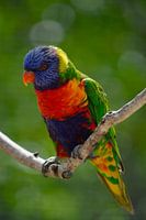 Lori der blauen Berge