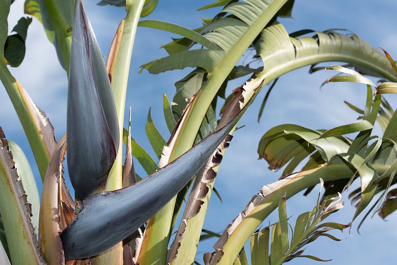 Strelitzia sur fond de ciel bleu par Ulrike Leone
