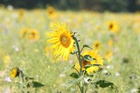 Sunflower in october_2