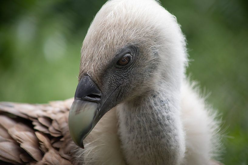 Griffon Vulture by Steffie van der Putten