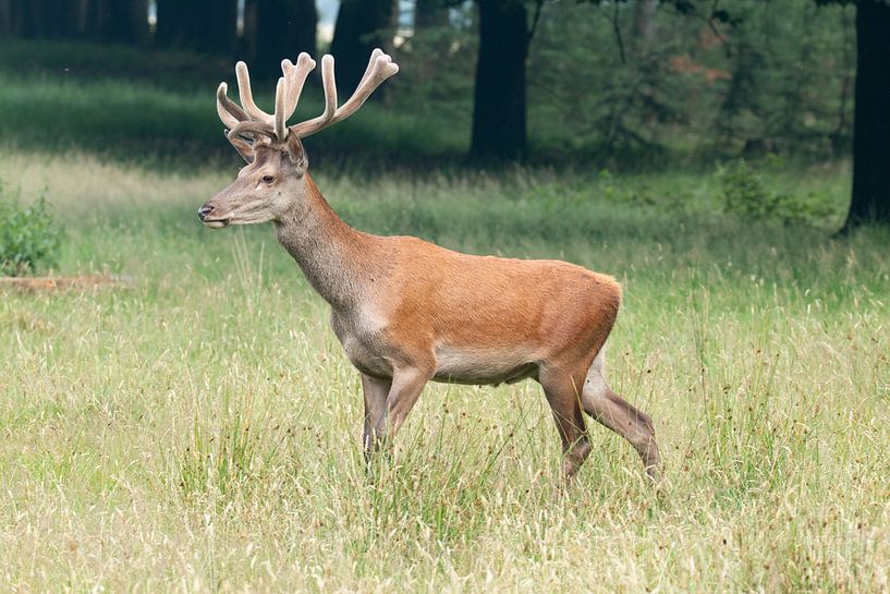 Cerf rouge, cerf sur le Veluwe. par Gert Hilbink