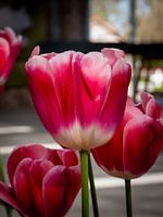Tulips at the Keukenhof