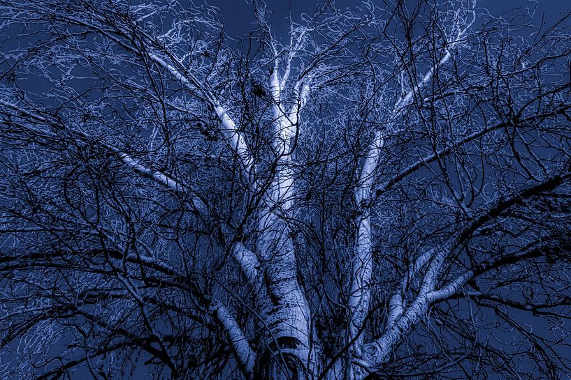 Birke in blau von Dieter Walther