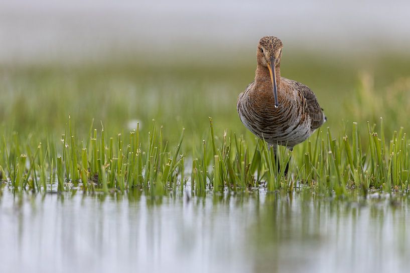 Black-tailed godwit walking through the water by Thijs Schouten