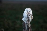 chouette effraie avec sa proie