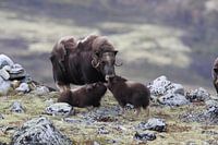 Boeuf musqué dans le parc national de Dovrefjell, dans son habitat naturel, Norvège.