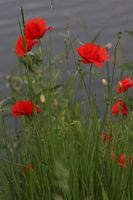 Coquelicots sauvages.