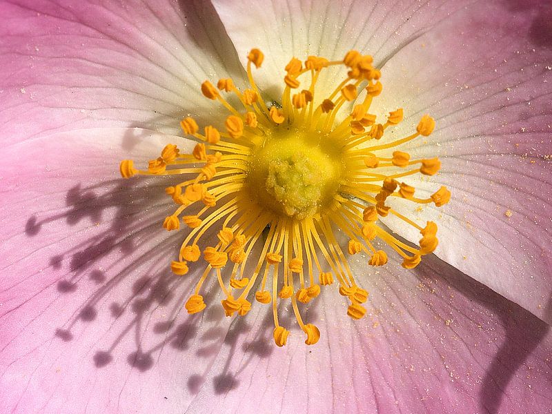 Rose Nahaufnahme von Mario de Lijser