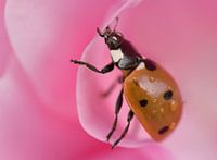 Coccinelle