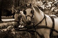Two white horses with a carriage in sepia