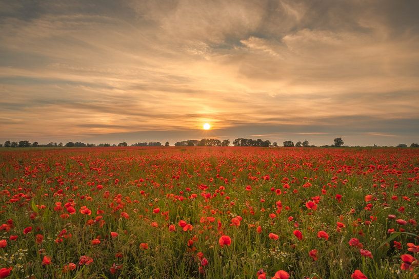 Poppies at sunset by Moetwil en van Dijk - Fotografie