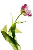 tulipe transparent