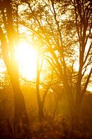 Soleil jaune à travers les arbres, parc national de Moremi, Botswana