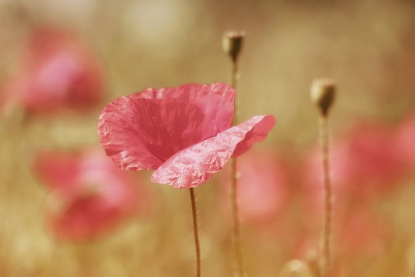 summertime by Yvonne Blokland