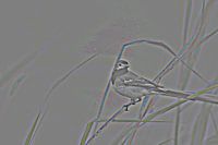 White Wagtail