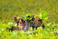 Nijlpaard playing hide and seek