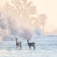 Cerf dans un paysage d'hiver