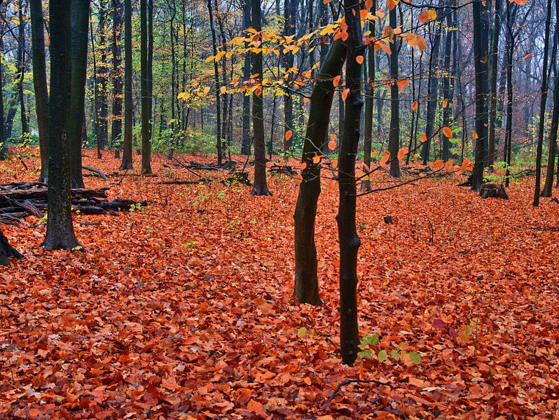 Forêt tropicale 3 par Edgar Schermaul