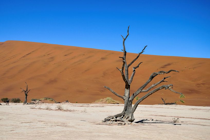 Sossusvlei (Deathvlei) Namibie (Namib-Naukluft Park par Merijn Loch