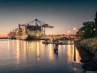 Between evening gold and harbour wind