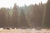 Koeien op de Schluftwiesen Schierke.