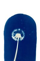 Cyanotypie Löwenzahn #2