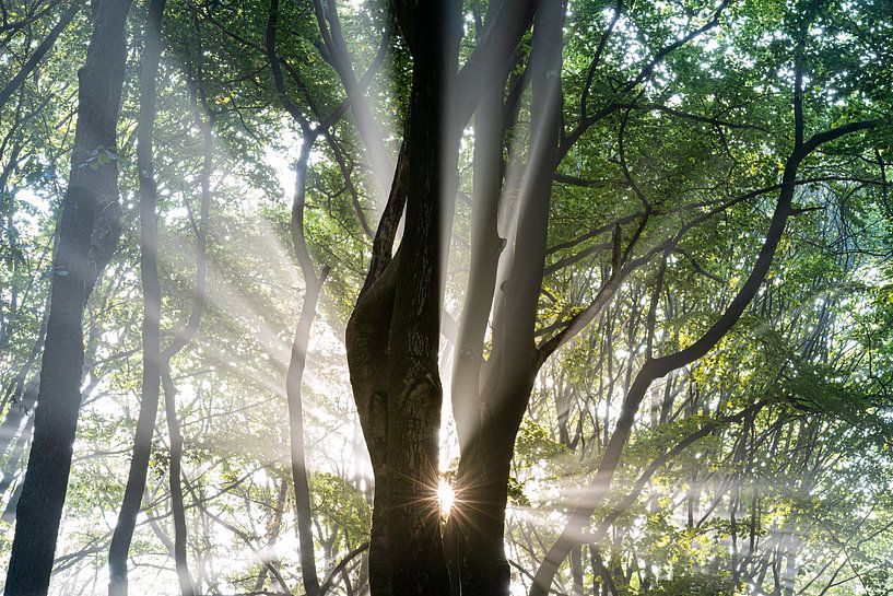 Morgensonne von Sjon de Mol