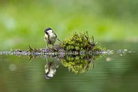 Koolmees op het eilandje