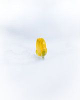 Spring overcomes winter