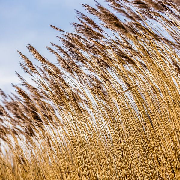 Wuivende strohalmen bij de Reeuwijkse Plassen in kleur 2 par de buurtfotograaf Leontien