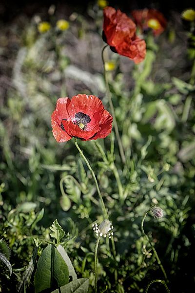 Klaproos von Harrie van der Meer