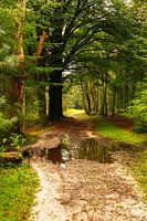 Wald Hollandsche Rading