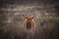 Scottish highlander on the veluwe
