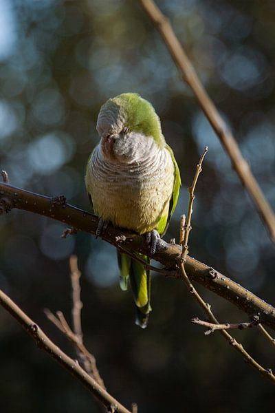 Karelkanarie von Yoanique Essink