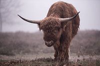 Schottischer Hochlandbewohner