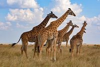 Réunion de la Girafe