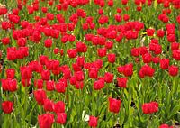 Champ de tulipes - tulipes rouges