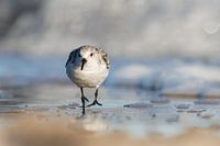 Sanderling; eternally running for the waves