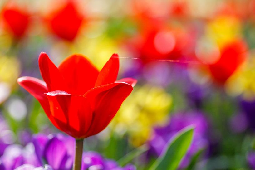 Blumen im Keukenhof von Ramon Bovenlander