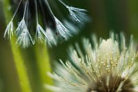 Dandelion with waterdrops