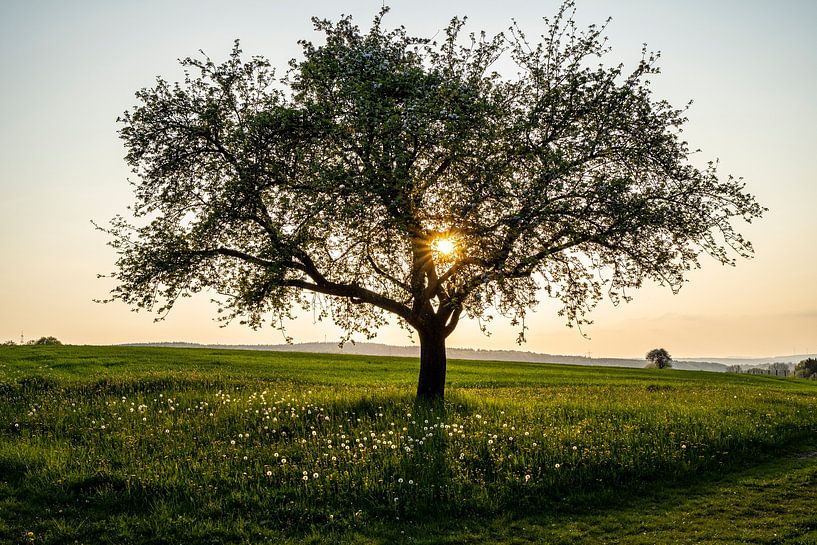 Obstbaum zum Sonnenuntergang in der Rhön von Holger W. Spieker