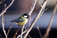 Great Tit