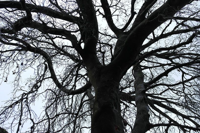 Winterwunder von Sheeba George