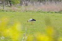 Storch auf der Wiese