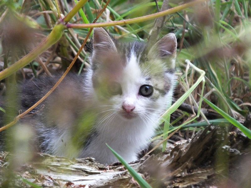 ... nieuwsgierige kitten in het gras .... by Pascal Engelbarts