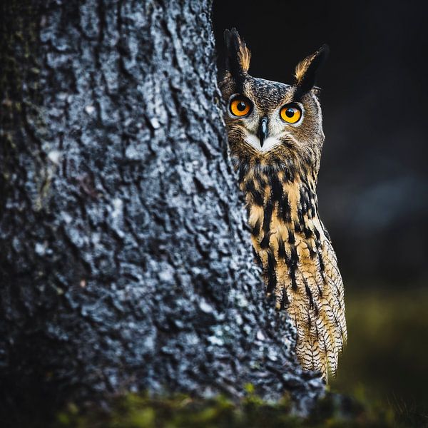 Ein Guckguck II von Daniela Beyer