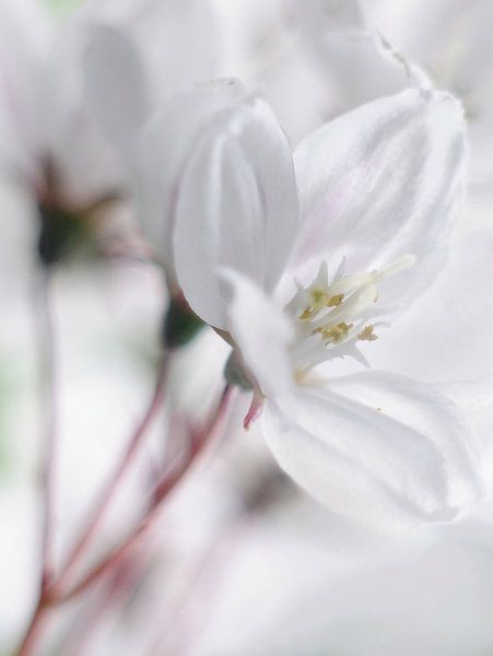 Endlich ein bisschen Sonnenschein von Marlies Prieckaerts